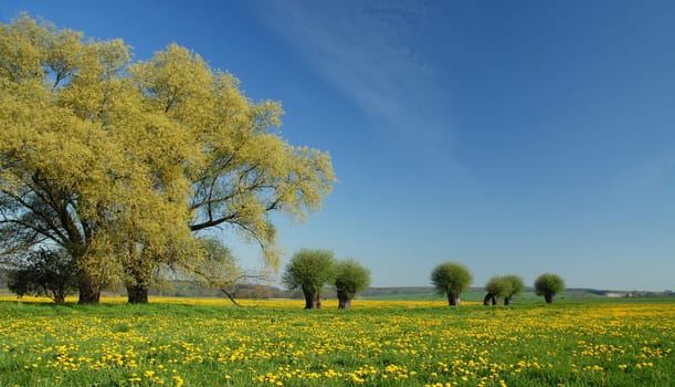 Meadow views