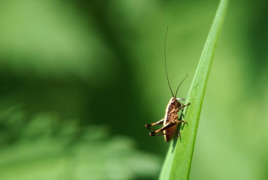 Grasshopper