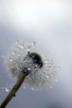 Dandelion