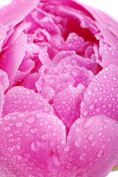 Peony close-up