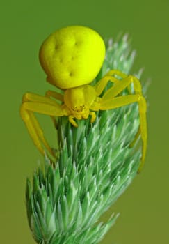 Variable Crab Spider (Misumena vatia) - Spider of the Year 2006. Flower-visiting hoverflies,honeybees,butterflies and beetles are among the prey of Misumena vatia. It usually kills its prey by biting.