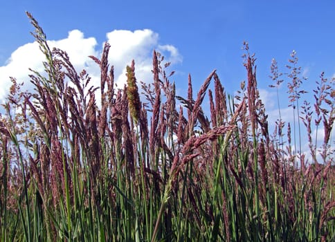 Grasses