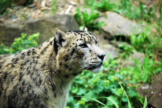 Snow Leopard 3010