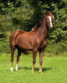 Pony all over
