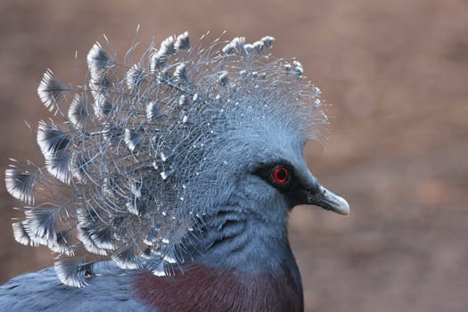 Crown DoveesPortrait