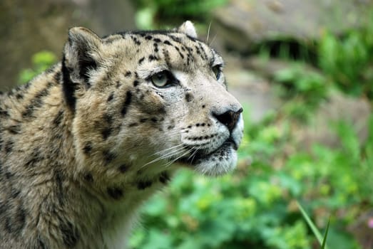 Snow Leopard 3009