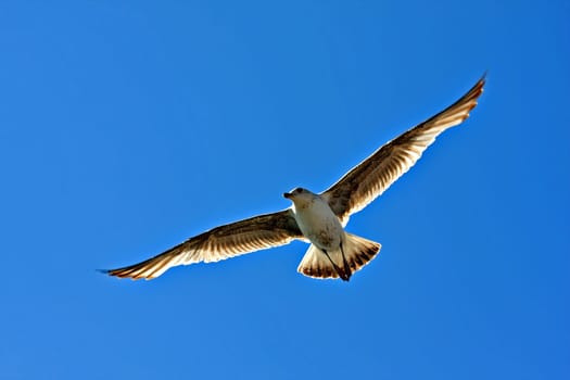 In flight