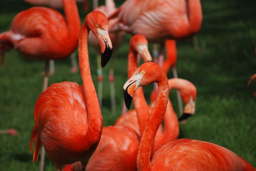 Flamingos 2656