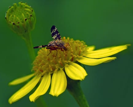 Thistle borer fly (Xyphosia miliaria) on ragwort (Senecio jacobaea): Body length: 4&amp #8211 6 mm,wingspan: 15 &amp #8211 18 mm,body: dark yellowish to sand-coloured Head and thorax: with only sparse &amp #8222 Hair&amp #8220