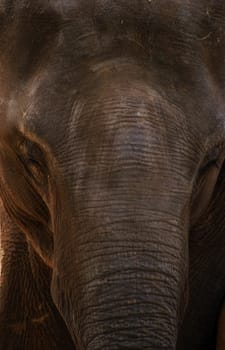 Elephant View 2760