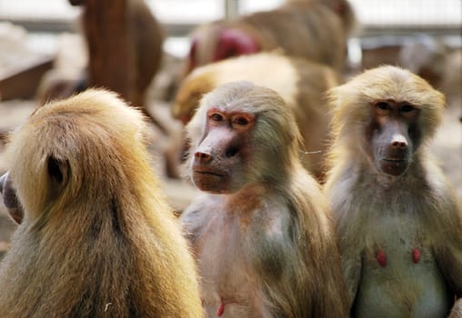 Baboon 2892
