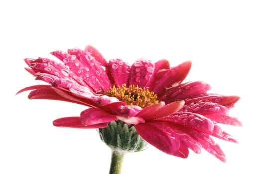 Gerbera with water drops