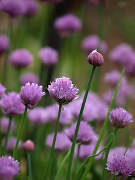 Chives
