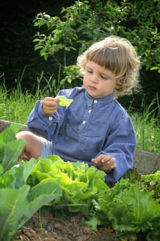 Vegetable Patch