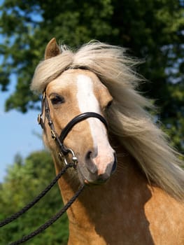 Portrait of a pony