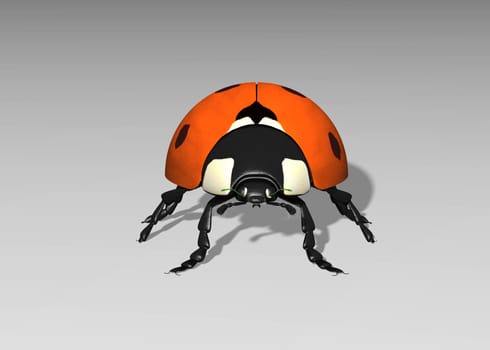 Ladybug from the front