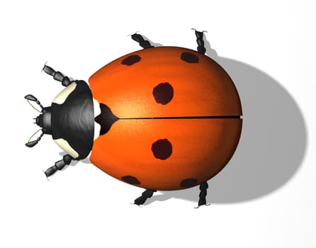 Ladybug,top view