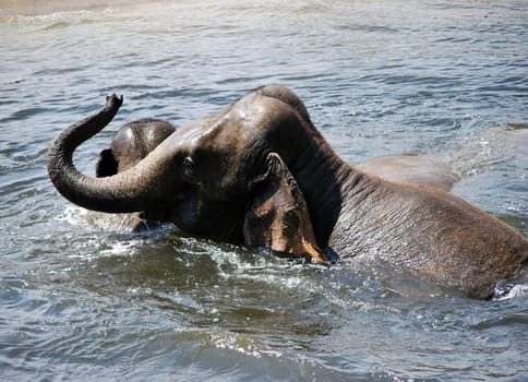 Elephant bathing 2849