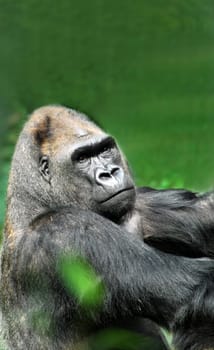 Gorilla 2731