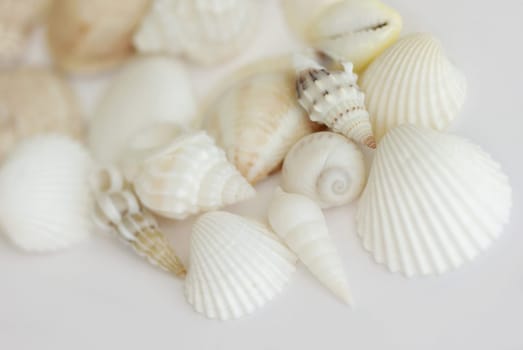 Mussels