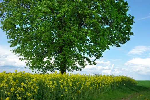Lime tree in the rapeseed field