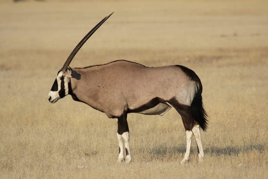 Oryx antelope (Oryx gazella)