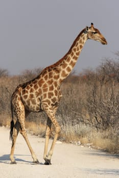 Giraffe (Giraffa camelopardalis) in Etosha National Park,Namibia