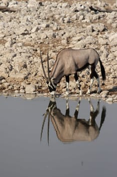 Oryx at the waterhole in Etosha National Park,Namibia