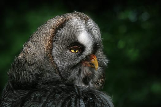 Bearded Owl -1-