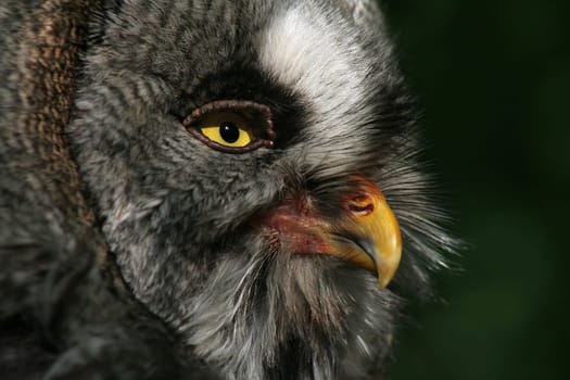 Bearded Owl -2-