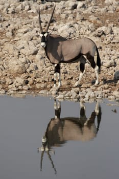 Oryx at the waterhole
