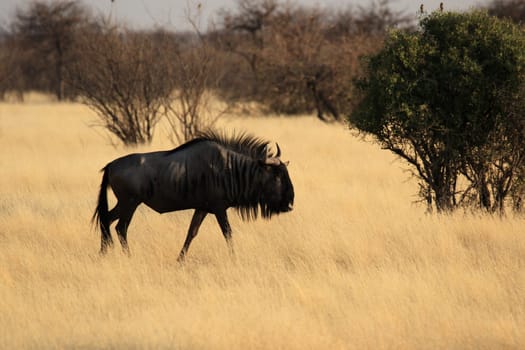Blue wildebeest in Etosha National Park