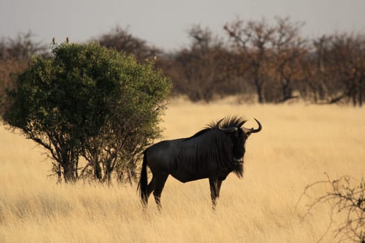 Blue wildebeest in Etosha National Park,Namibia