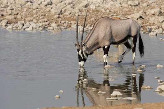 Oryx at the waterhole