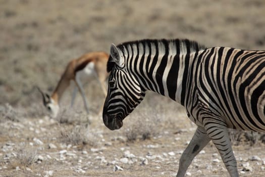 Steppe zebra and springbok
