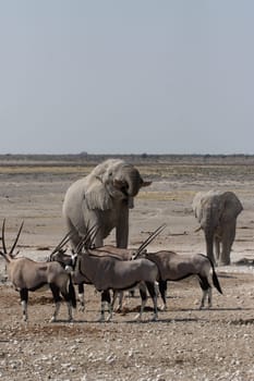 Elephants and Oryx