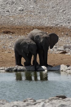 Elephants at the waterhole