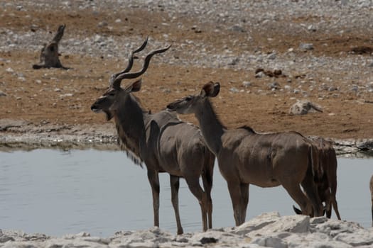 Kudus at the waterhole