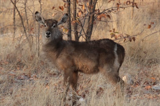 Waterbuck near Etosha,Namibia