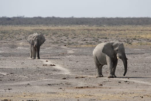 Elephants in Etosha National Park