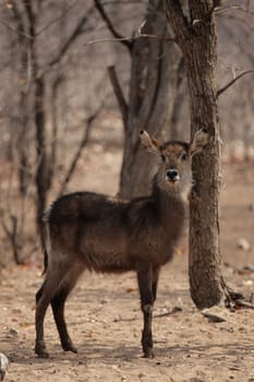 Female Waterbuck