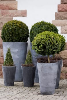 Boxwood 3