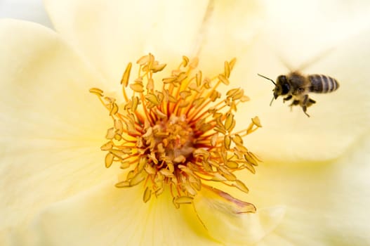 Bee