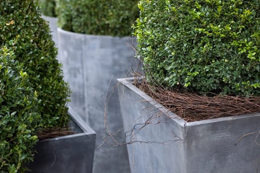 Boxwood 4