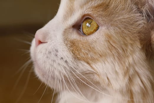 Maine Coon Pedigree Cat