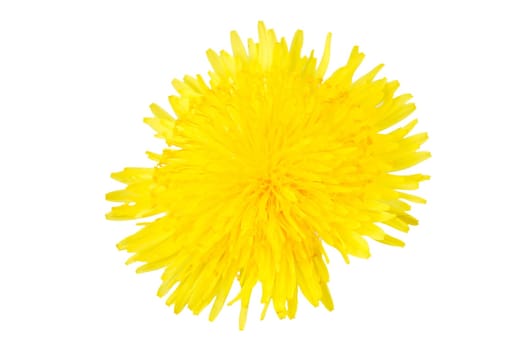 Dandelion Bloom