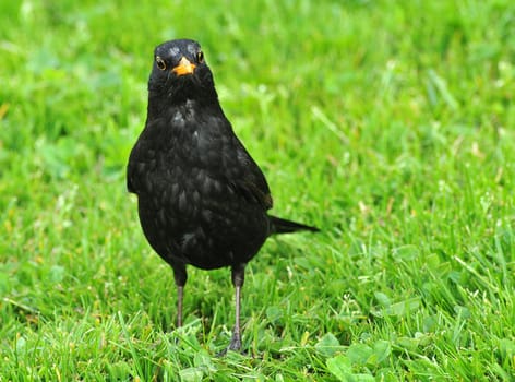 In our garden...