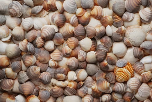 Seashell background