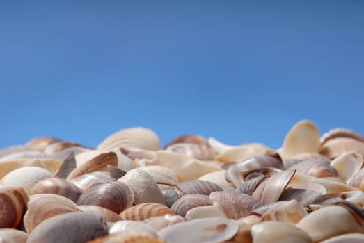 Seashell background