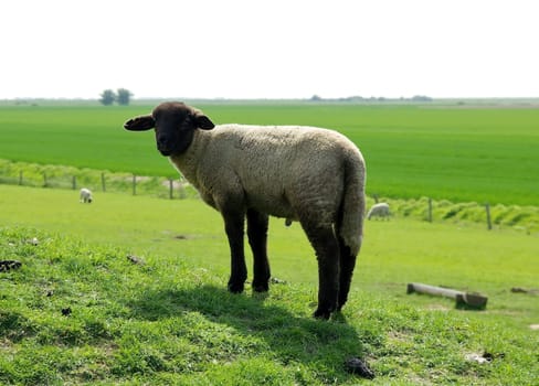 Lamb